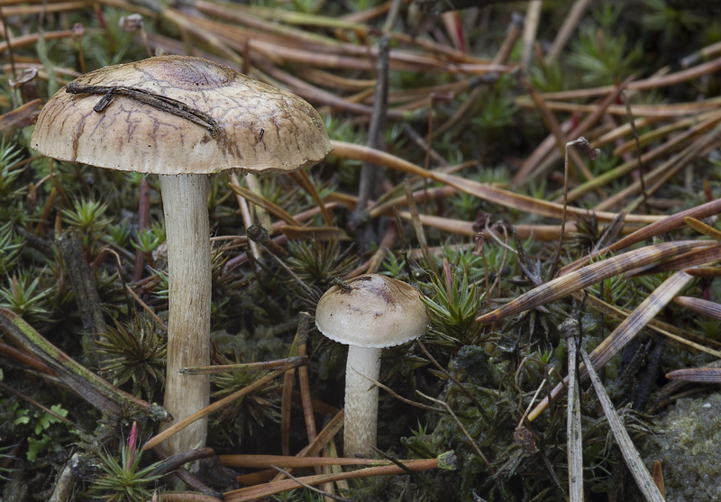 Hebeloma cylindrosporum